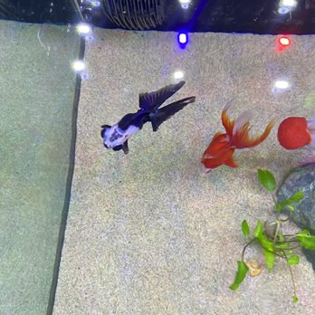 International Aquarium - Aquarium Services Near Me - Oakland, California International Aquarium - Aquarium Services Near Me - Oakland, California