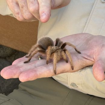 Orange County Zoo - Tarantula - Zoos Near Me - Orange, California Orange County Zoo - Tarantula - Zoos Near Me - Orange, California