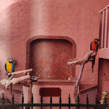 The Inn At Cocoa Beach - The parrots that greeted us every morning! - Hotels Near Me - Cocoa Beach, Florida