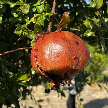 Arya Farm Produce - More flies infested Pomegranate - Grocery Near Me - Tracy, California