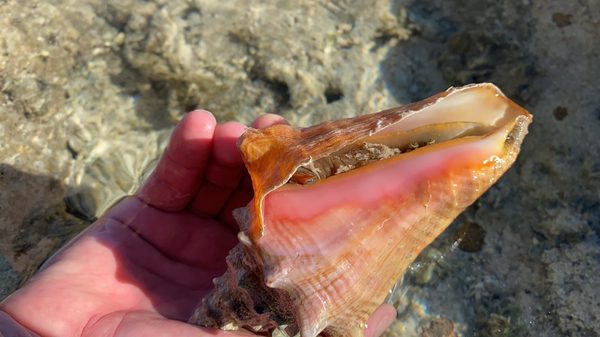 Sandspur Beach by null