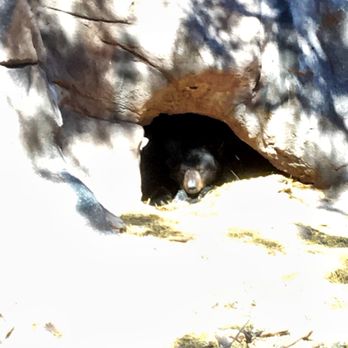 Bearizona - Zoos Near Me - Williams, Arizona Bearizona - Zoos Near Me - Williams, Arizona