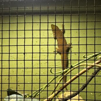 Jenkinson's Aquarium - Gecko - Aquariums Near Me - Point Pleasant Beach, New Jersey