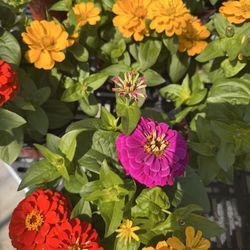Nolt's Garden Center