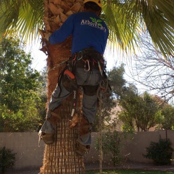 Arbor Care Tree Service - Skinning the Palm - Tree Services Near Me Arbor Care Tree Service - Skinning the Palm - Tree Services Near Me