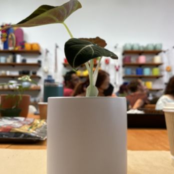 Plantiitas - My first repotting class at Plantiitas. Although this plant did well for some time, it is no longer with us :( - Home Decor Near Me - Long Beach, California Plantiitas - My first repotting class at Plantiitas. Although this plant did well for some time, it is no longer with us :( - Home Decor Near Me - Long Beach, California