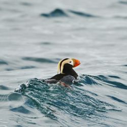 Seaman's Ecotour Adventures - A tufted puffin: most common puffin around Gull Rock in Kachemak Bay