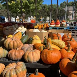 Rick's Farmers Market & Firewood - pumpkins for fall