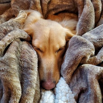 Furbaby Funhouse - Nap time with the best snuggler! - Pet Sitting Near Me Furbaby Funhouse - Nap time with the best snuggler! - Pet Sitting Near Me