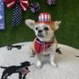 Pawtastic Cuts Salon