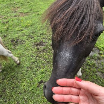 Papa's Farm and Mini Friends - Petting Zoos Near Me - Howell, New Jersey