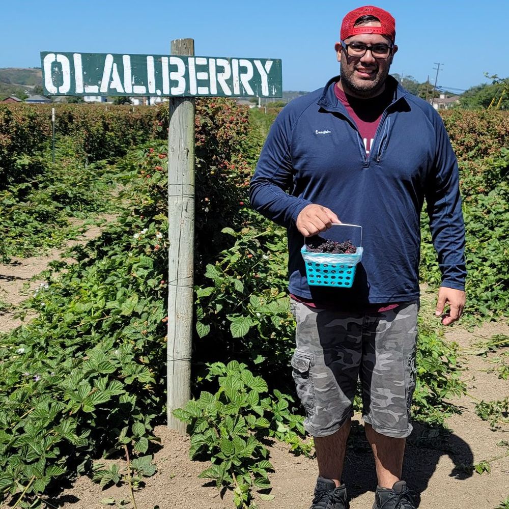R&R Fresh Herbs - My husband with his full basket of olalliberries - Pick Your Own Farms Near Me - Pescadero, California R&R Fresh Herbs - My husband with his full basket of olalliberries - Pick Your Own Farms Near Me - Pescadero, California