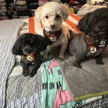 Buy golden paws spa and grooming Top Sellers