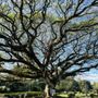 Photo of Liliuokalani Gardens