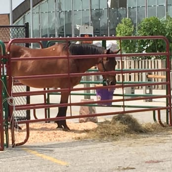 Rural King - Sweet equine. ;o) It's a cool way to get up front and center with a horse. That doesn't happen every day. - Home & Garden Near Me - Greenwood, Indiana Rural King - Sweet equine. ;o) It's a cool way to get up front and center with a horse. That doesn't happen every day. - Home & Garden Near Me - Greenwood, Indiana