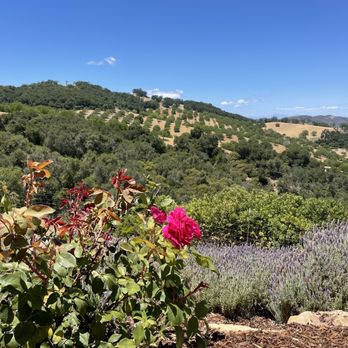 Toast Tours - Daou - Wine Tours Near Me - Paso Robles, California Toast Tours - Daou - Wine Tours Near Me - Paso Robles, California