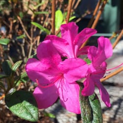 Double B Plant Farm - Autumn Amethyst Encore Azalea