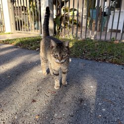 Country Lake Park - Park catto