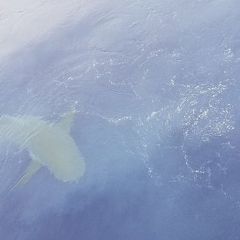 One Ocean Diving - The 1st shark we saw when we got into our spot - Free Diving Near Me - Haleiwa, Hawaii