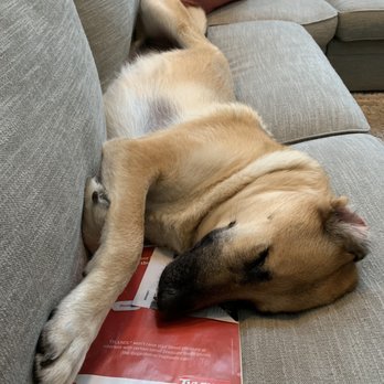 Paws Pet Resort - Lucky + Paws Pet Resort + PEOPLE Magazine - Pet Sitting Near Me - San Clemente, California