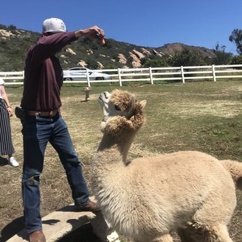 Canzelle Alpacas - Farms Near Me - Carpinteria, California