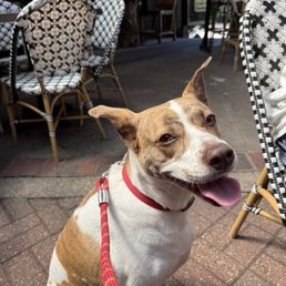 Pet friendly seating outside Pet friendly seating outside