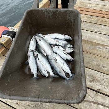 Svenson Sportfishing - Salmon, baby! - Boat Charters Near Me Svenson Sportfishing - Salmon, baby! - Boat Charters Near Me