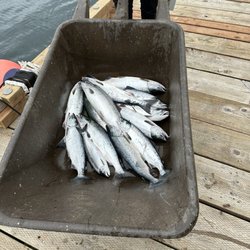 Svenson Sportfishing - Salmon, baby!