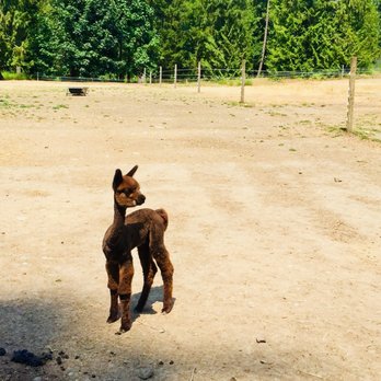 Cascade Rose Alpacas - Baby alpaca - Petting Zoos Near Me - Carnation, Washington