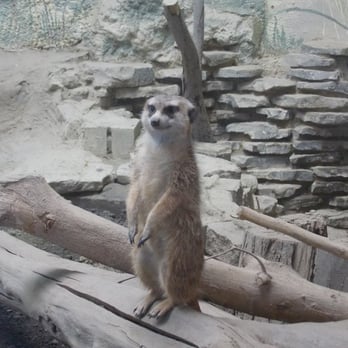 The Buffalo Zoo - Meercat - Zoos Near Me - Buffalo, New York The Buffalo Zoo - Meercat - Zoos Near Me - Buffalo, New York