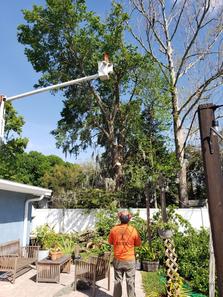White's Tree Service - tree service in Altamonte springs , FL