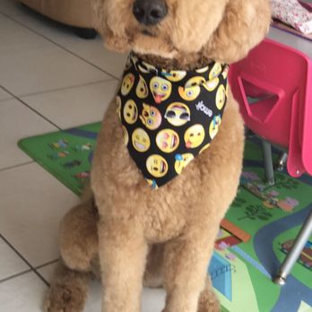 VIP Pets Salon - Pet Groomers Near Me - Pembroke Pines, Florida