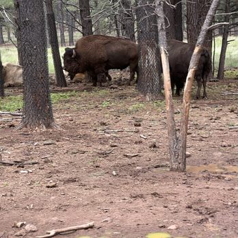 Bearizona - Zoos Near Me - Williams, Arizona