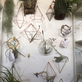 Dig Gardens - Air plants and accessories - Nurseries & Gardening Near Me - Santa Cruz, California Dig Gardens - Air plants and accessories - Nurseries & Gardening Near Me - Santa Cruz, California