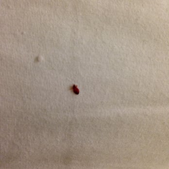Larkspur Landing - Again...tell me THAT isn't a damn bed bug. - Hotels Near Me - Pleasanton, California Larkspur Landing - Again...tell me THAT isn't a damn bed bug. - Hotels Near Me - Pleasanton, California