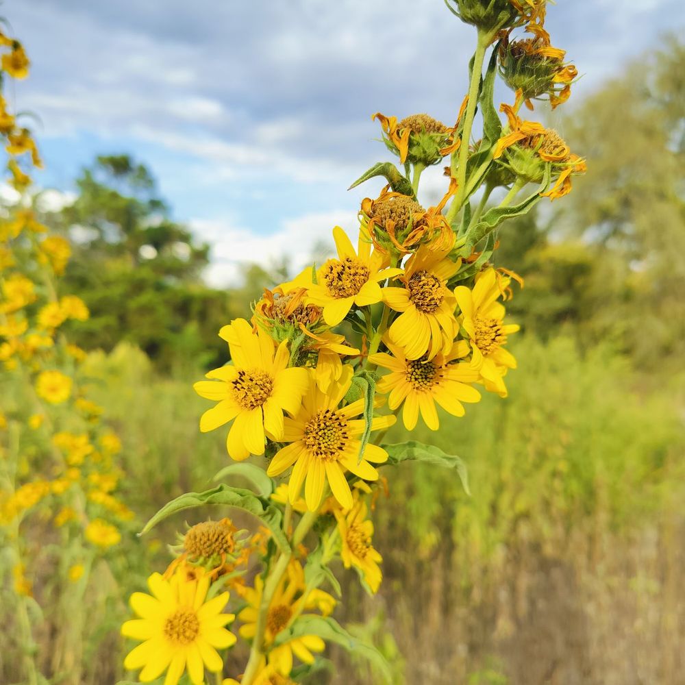 Bastrop State Park - Parks Near Me - Bastrop, Texas