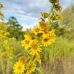 Bastrop State Park
