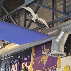 The Regal Seagull