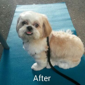 Dog's Best Friend - After - Pet Groomers Near Me - Pasadena, California Dog's Best Friend - After - Pet Groomers Near Me - Pasadena, California