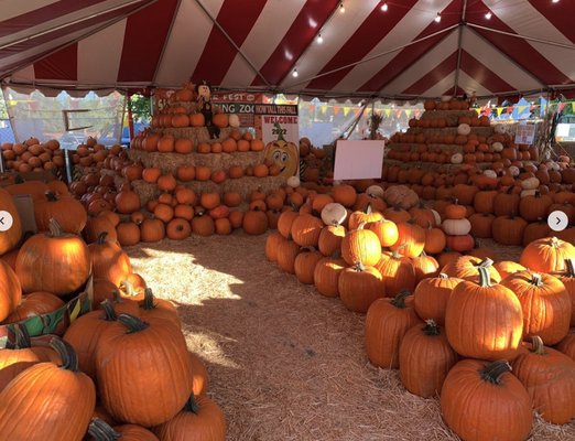 Pumpkin patch - Come check us out today! Pumpkin patch - Come check us out today!