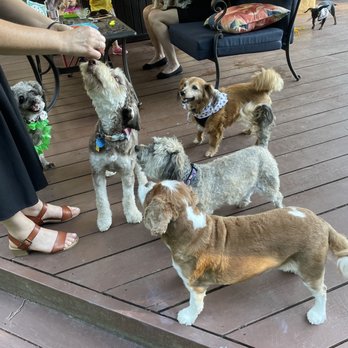Sugah's Cookies and Cakes - The dog cake was taste tested and passed with flying colors! - Bakeries Near Me Sugah's Cookies and Cakes - The dog cake was taste tested and passed with flying colors! - Bakeries Near Me