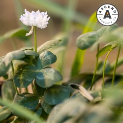 Ascend Cannabis - The ecosystem helps provide our plants with nutrients, save water, and produce less emissions.