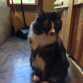 Seattle Meowtropolitan - whats he looking at? - Themed Cafes Near Me - Seattle, Washington Seattle Meowtropolitan - whats he looking at? - Themed Cafes Near Me - Seattle, Washington