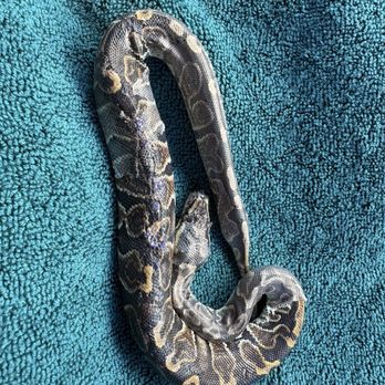 Veterinary Emergency Group - Stitches they were able to give him - Emergency Pet Hospital Near Me - Anaheim, California Veterinary Emergency Group - Stitches they were able to give him - Emergency Pet Hospital Near Me - Anaheim, California