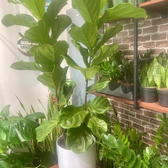Plant Daddy - Gorgeous flora you will find at Plant Daddy. - Nurseries & Gardening Near Me - Miami Beach, Florida