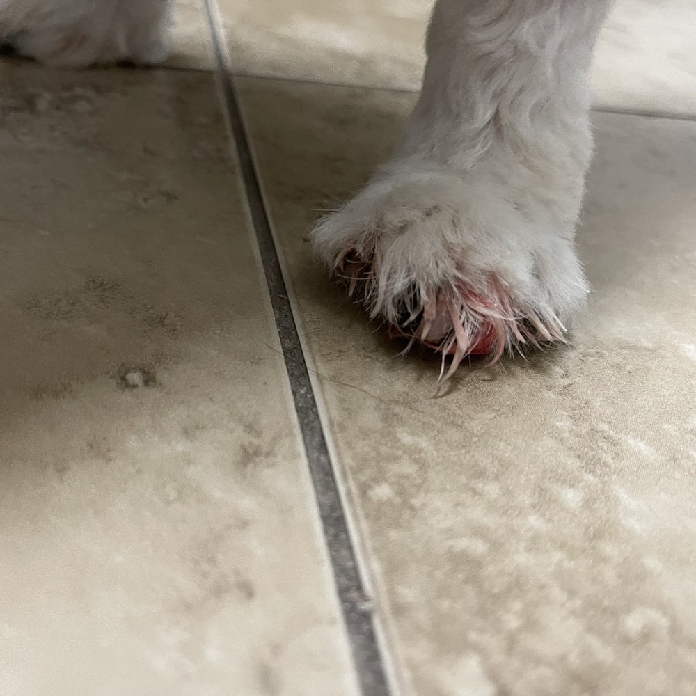 The Dog House - This is after I washed her foot - Pet Groomers Near Me - Brandon, Florida The Dog House - This is after I washed her foot - Pet Groomers Near Me - Brandon, Florida