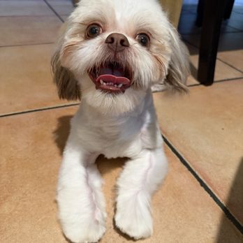 Barking Beauties - After bath and cut - Pet Groomers Near Me - Palm Springs, California