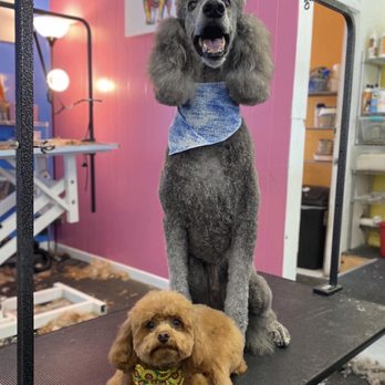 The Wiggle Room - Poodle grooms! - Pet Boarding Near Me - Middletown, Rhode Island The Wiggle Room - Poodle grooms! - Pet Boarding Near Me - Middletown, Rhode Island