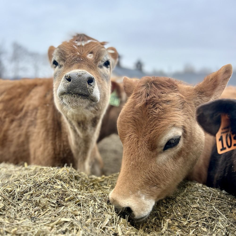 High Lawn Farm - Specialty Food Near Me - Lee, Massachusetts High Lawn Farm - Specialty Food Near Me - Lee, Massachusetts