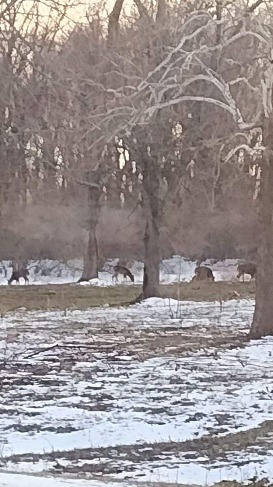 Native Hoofed Animal Enclosure